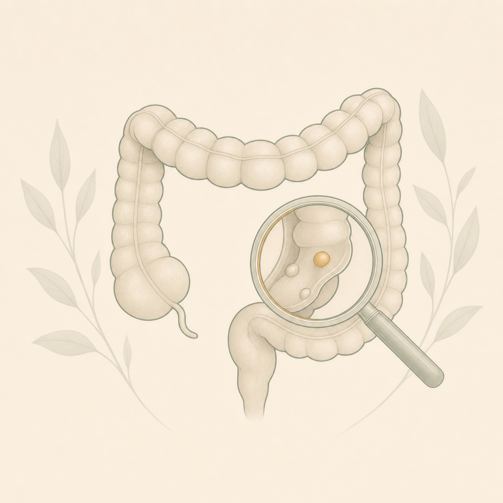 Illustration of the colon for colorectal cancer screening